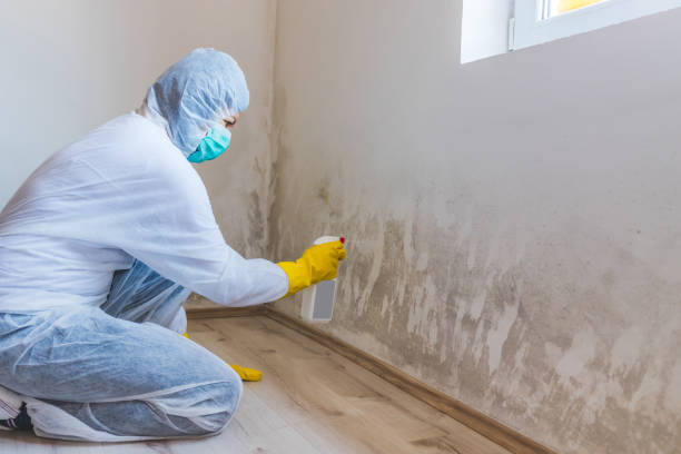Licensed Mold Remediation service in Lincoln, IL - Mold Remediation HQ